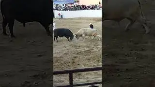 peleas de toros le&oacute;n curale&ntilde;o vs sr burro #arequipa #toros