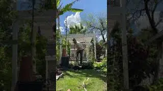 Tipuana Tipu planting