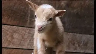 Training for Running of the Goats
