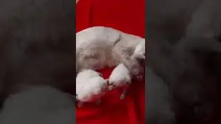 When she realized that she is the mother. #Sampulsia #cat #bewusstseinsweg #cute #erwachen #bewusst