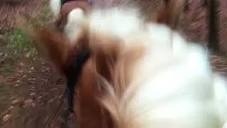 Silvester-Ausritt/Fahrt 2017 mit Haflinger Luber®