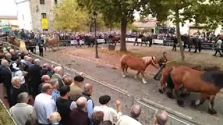 622 Feria de Ganado de Agurain 2017