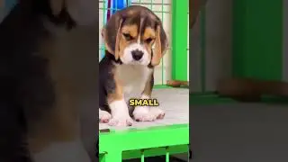 Почему маленькие собаки злее больших!