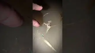 Boing boing frog funny for laugh | Frogs go to flying funny | Tep longheng funny frog