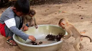 Baby Monkey | Lyly Boki and Crabs, Snail | Baby Monkey Reaction Many Crabs and Snail