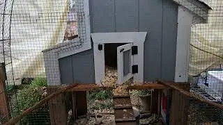 33 Week Old Welsummer Chicks- Cold Rain