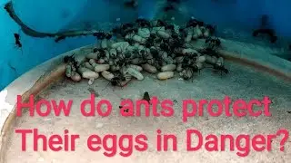 Inside the ant colony // A close up view of ants  protecting the eggs // How do ants work together?