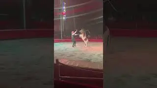 Italian circus #happy #cute #viralvideo #cutebaby #animals #circus