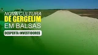 PRODUÇÃO DE GERGELIM