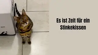 Es ist Zeit für ein Stinkekissen #katze #katzenvideos #katzen #katzenaufyoutube #bengalkatze #miau 