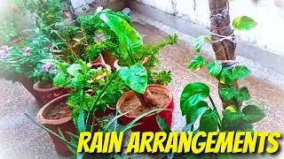 Arranging Terrace Plants for Fresh Rainwater | Open Terrace Gardening Tips
