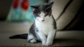 Our Blind Cat Lucy - Miracle Kitten Born with No Eyes