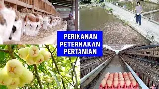 5 Bisnis Prospek Bidang Agrobisnis 2019 | Anda Wajib Tahu Dan Mencoba | Rugi Tidak Tonton