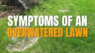 Symptoms of an Overwatered Lawn | Why Too Much is Much Worse than Too Little Water