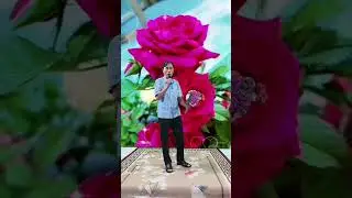 HÁI TRỘM HOA RỪNG - ANH VIỄN