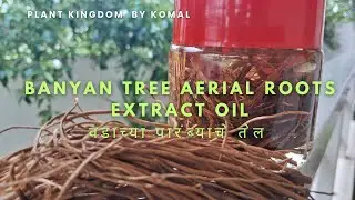 वडाच्या पारंब्याचे तेल कसे  बनवावे|लांब,दाट, मजबूत केसांसाठी|Banyan tree aerial roots Extract Oil|