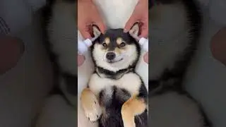 😍😍❤️ Pampered Pooch: Adorable Dog Enjoying a Luxurious Spa Day! 🐶🛁