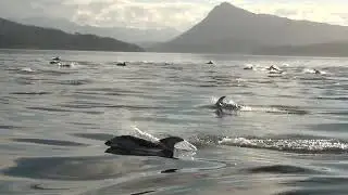Pacific White Sided Dolphins In Mass off Telegraph Cove, Vancouver Island BC, Canada @CaddyMan