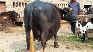 Watch pure neeli Ravi buffalo for sale in Punjab Pakistan on YouTube Altaf buffaloTV 03015437908