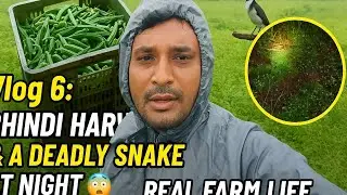Desi Farm Life Vlog No. 4 | Harvesting Bhindi | Deadly Snake Encounter🐍