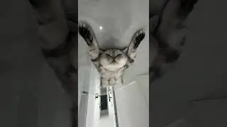 Cat Feeling Freedom 🤣 #cats #funnycats #pets
