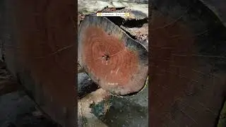 Best Teak Wood For Your Epoxy Table! #viral #asmr #shorts