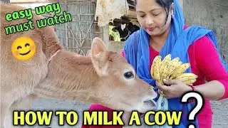 HOW TO MILK A COW ?? EASY WAY must watch 😊😉 @Jayaghosh