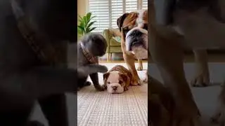 Scottish Cat Bullies Bully Pup&hellip; Until Mom Steps In! #dog #cat #funny