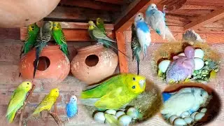 Australian parrot ki breeding progress | bajri parrots ky anday hi anday
