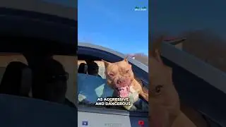 Wrong Myths About Pitbull Dog