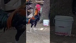 #peru roosters#peru breeders#peru cocks#Bhemavaram cocks, fighters#peru cross breeder#aseel muruga