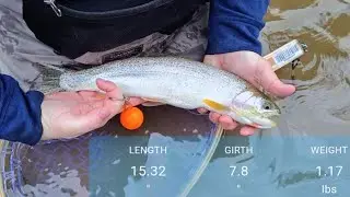 |Winter Steelhead| |Pilchuck River|  Fishing Christmas in Washington.