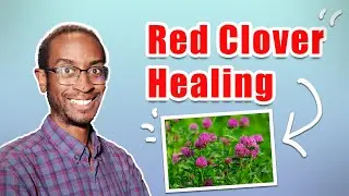 Unlocking the Power of Red Clover: Health Benefits - Healing Remedies - Ep. 1
