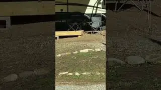 Chipmunks fighting?! #shorts #fyp #chipmunk #wildlife #wildanimals