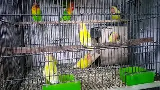 Latest Gujranwala birds market  updates