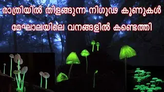 Meghalaya&rsquo;s Glowing Mushroom | രാത്രിയിൽ തിളങ്ങുന്ന നിഗൂഢ കൂണുകൾ