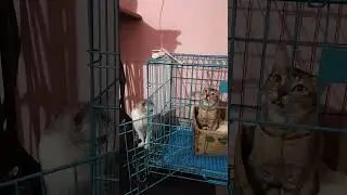 Rosie watching paper from inside the cage so funny#shorts