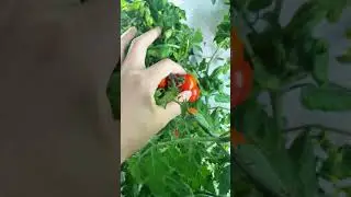 From Cherry Tomatoes to Leafy Greens | All Grown in One Hydroponic Tower! #hydroponics #homefarming