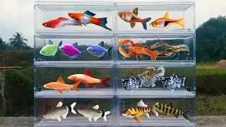 Fish: Balloon Molly, Rainbow Shark, Red Eye Tetra, Platy Fish, Lobster, GloFish, Buenos Aires Tetra