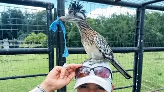 This Wild Roadrunner Comes Back Every Day &mdash; And Brings Me Gifts