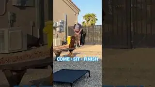 True Off Leash Dog Training - No Remotes! #shorts