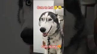 Cute husky 😍😁 ll husky puppy 😍🥰 ll #trending #viral #dog #pets #husky #animals #dog #shorts #short