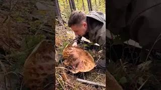 Piękne grzyby z Europy Wschodniej #funghi #porcini #borowiki #grzyby #гриби
