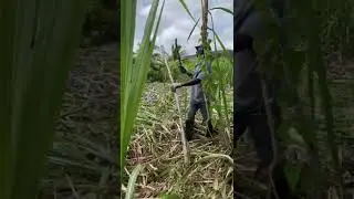 Cutting sugarcane for St Lucia&rsquo;s Chairman&rsquo;s Reserve