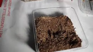 Grammostola pulchra sling feeding