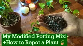 My Latest Potting Mix Blend for Indoor Tropicals || +Repotting ZZ Plant