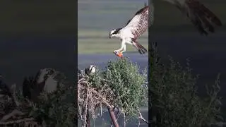 🦅 Osprey Family Update: Orange Fish for Breakfast  #ospreys #wildlife #birds #nature
