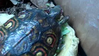 MOV04517
