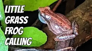 Little Grass Frog Calling in Florida