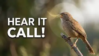 Amazing Call of Common Babbler Caught on Camera &ndash; Hear It Now!